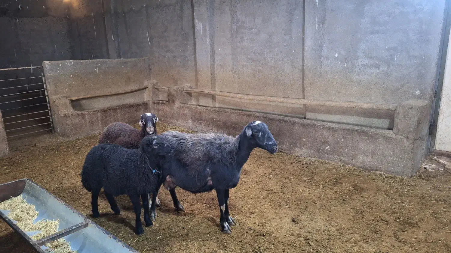 میش و بره دوقلو|حیوانات مزرعه|بروجرد, |دیوار