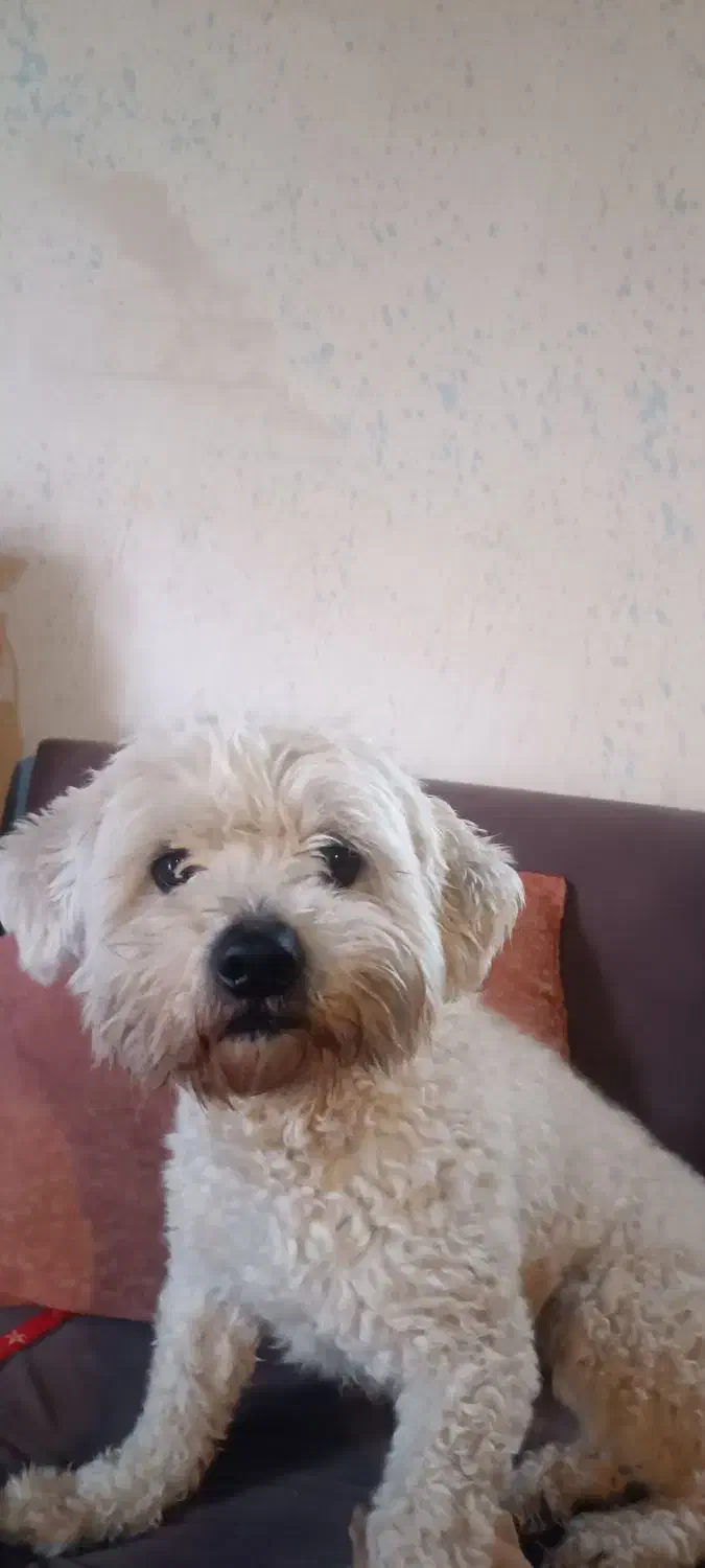 سگ شیتزو|سگ|صدرا-فارس, باغشهر گلبهار صدرا|دیوار