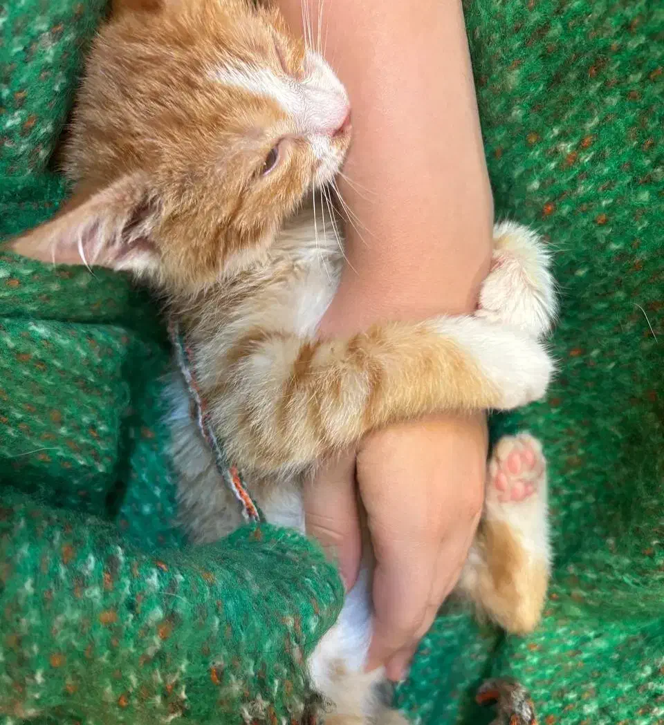 واگذاری گربه|گربه|کرمان, |دیوار