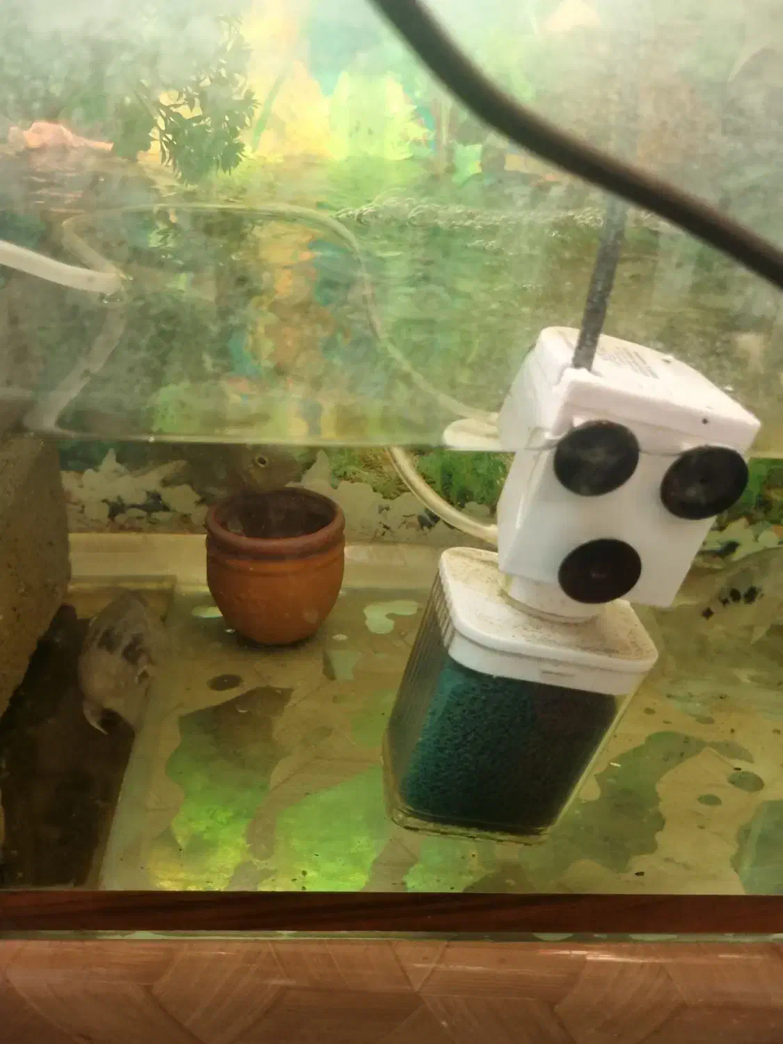 چهار ماهی یکی بزرک وسه تا متوسط|ماهی|قزوین, |دیوار