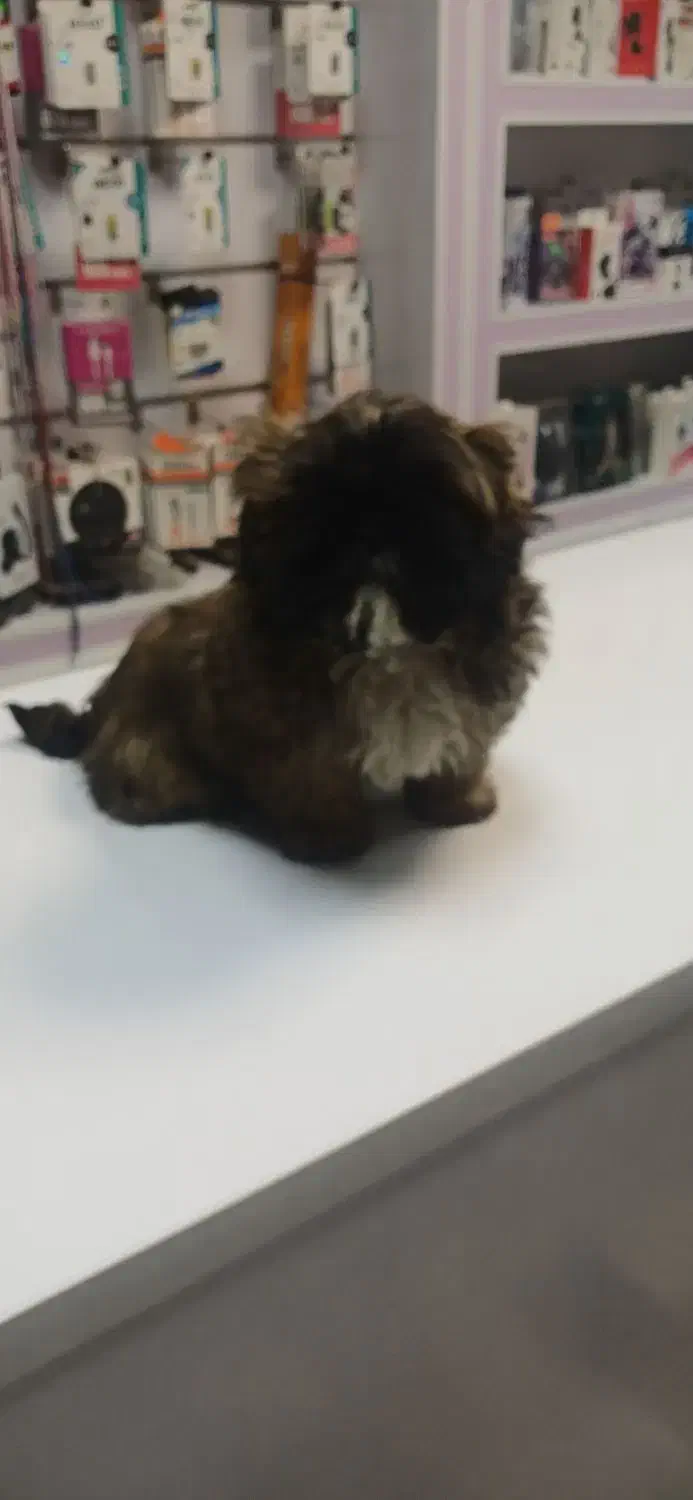 بچه سگ شیتزو|سگ|اسلام‌شهر, شهرک انبیا|دیوار