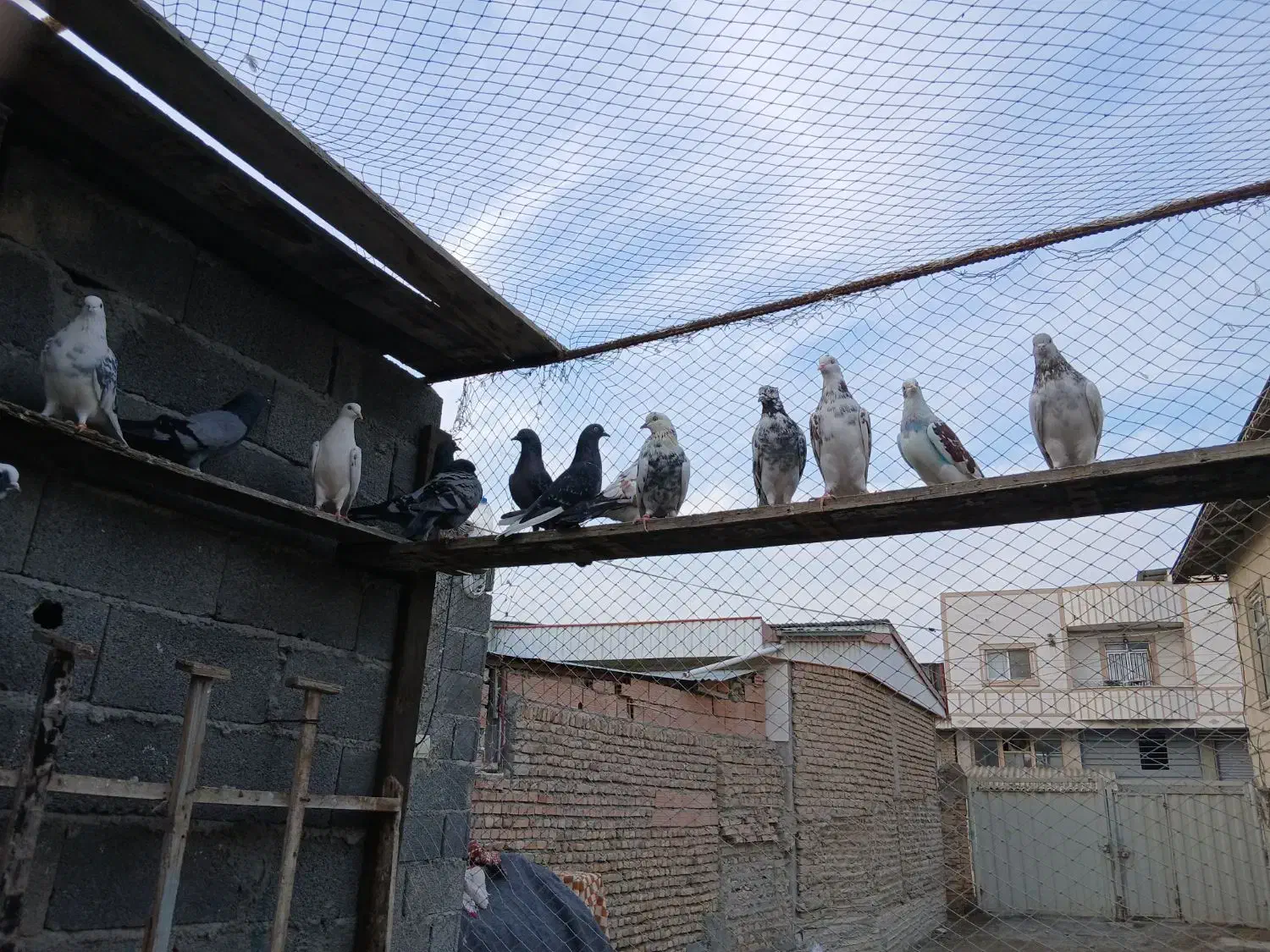 فروش تعدادی کبوتر تماس تلفنی فقط در طول روز|پرنده|گمیشان, |دیوار