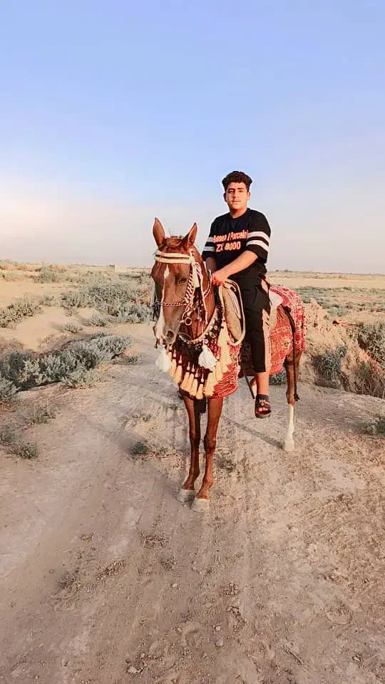 اسب|اسب و تجهیزات اسب‌سواری|دشت آزادگان, |دیوار