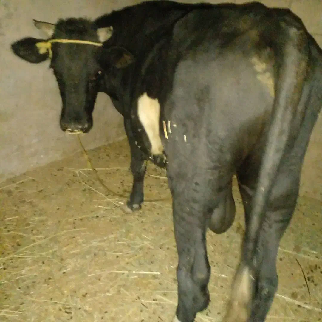 خرید و فروش گاو|حیوانات مزرعه|اندیمشک, |دیوار