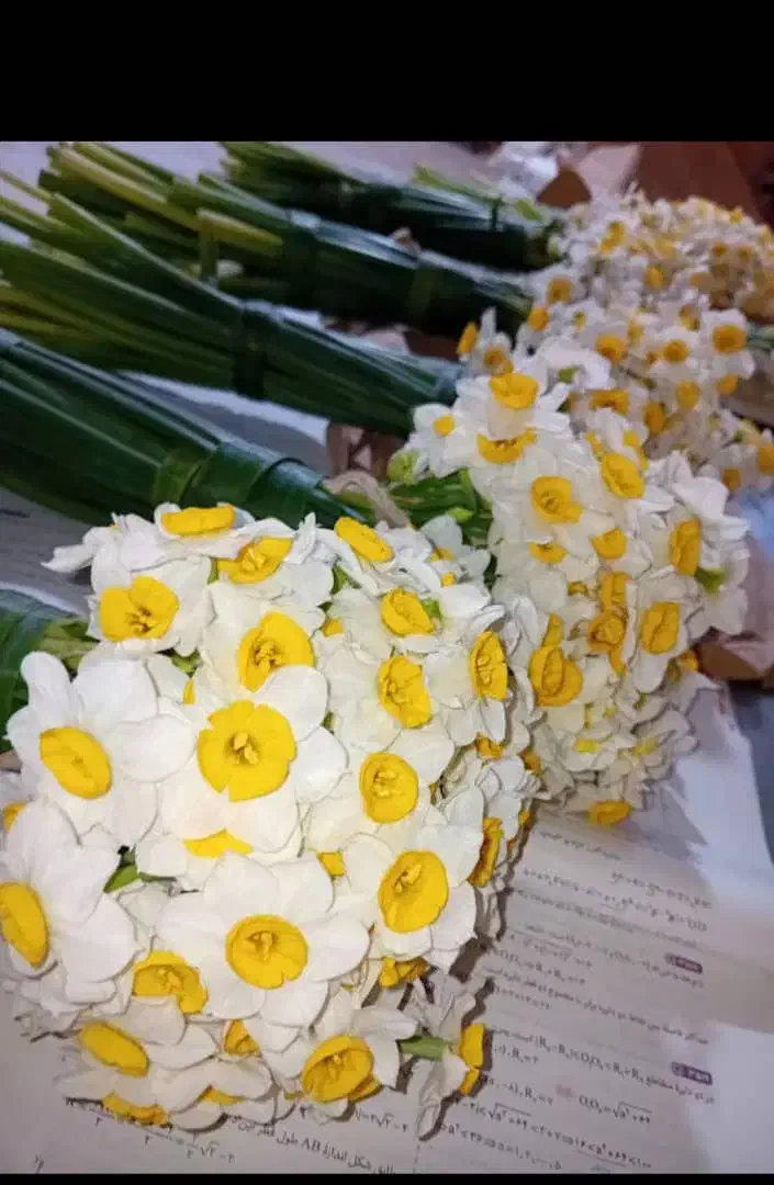 گل نرگس شاخه ای 11هزار|گل و گیاه طبیعی|رامهرمز, |دیوار