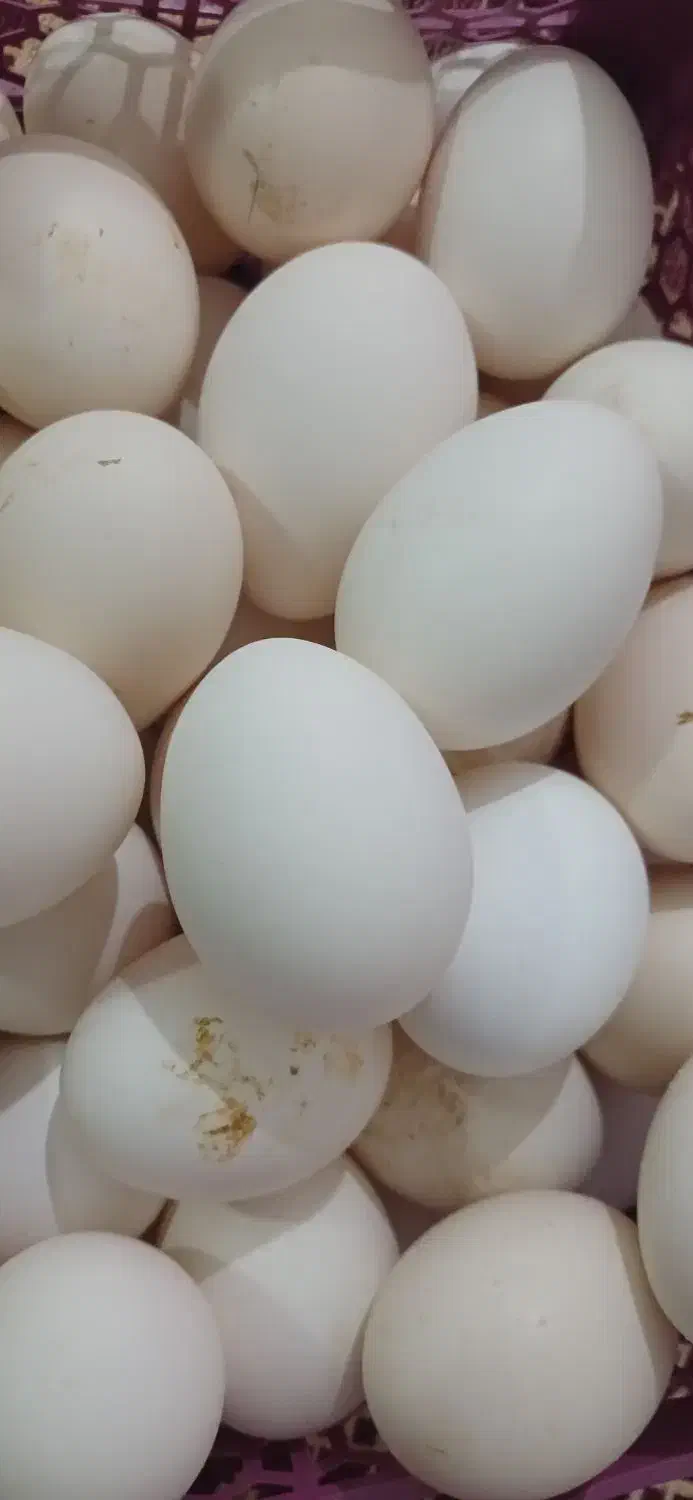 تخم مرغ محلی|حیوانات مزرعه|زرین دشت (فارس), |دیوار