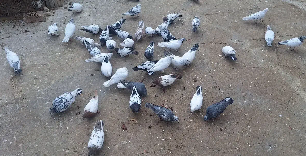 فروش یک بوم کبوتر|پرنده|خمینی‌شهر, |دیوار