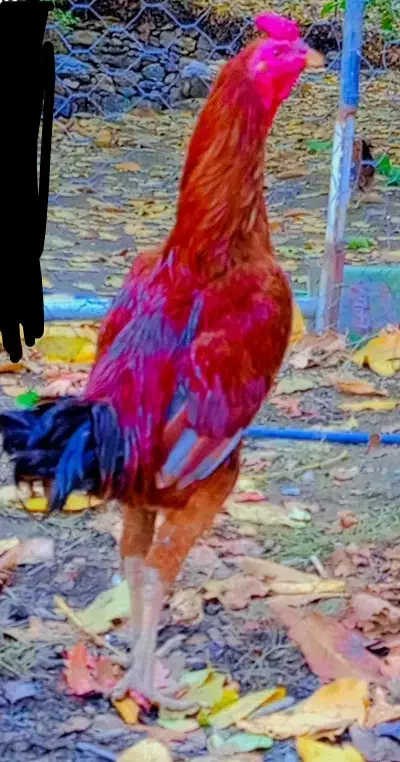 خروس لاری|حیوانات مزرعه|خاو و میرآباد, |دیوار