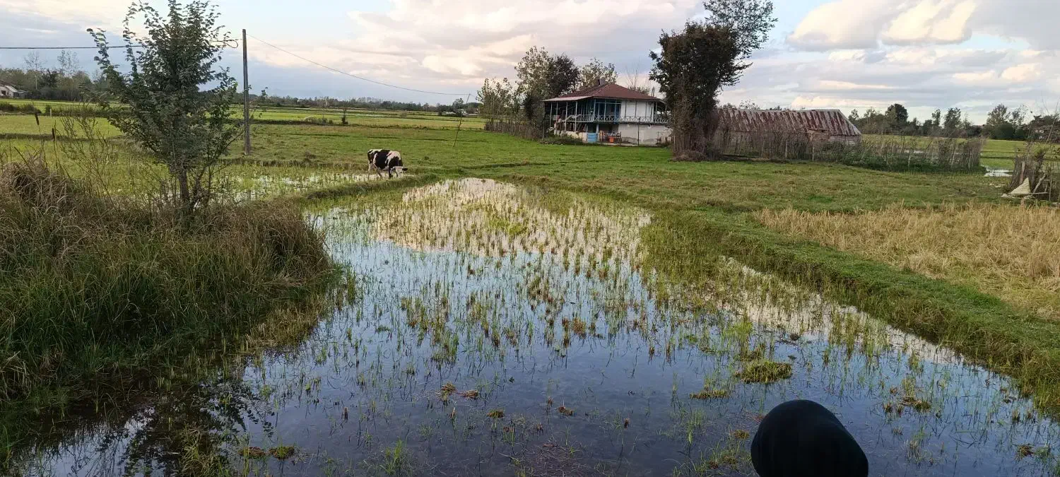 زمین زراعی و مسکونی|فروش زمین و ملک کلنگی|شفت, |دیوار