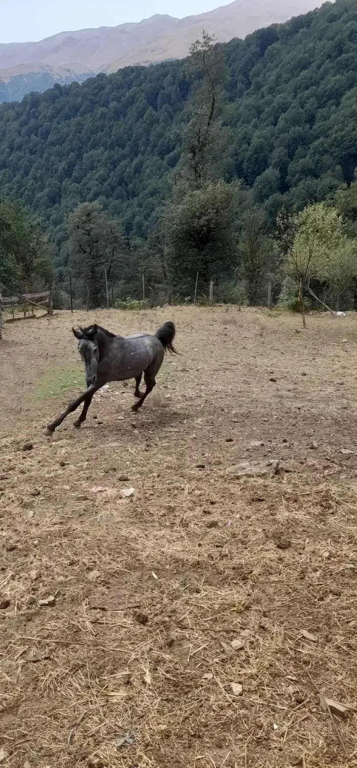 اسب|اسب و تجهیزات اسب‌سواری|رضوانشهر, |دیوار