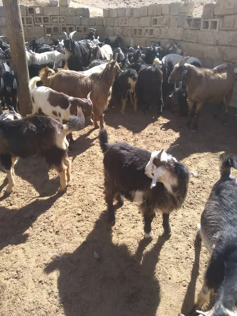 ۲۰راس کهره نرگله ای|حیوانات مزرعه|مرودشت, مجد آباد|دیوار