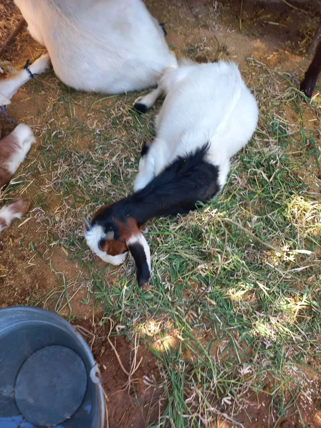 فروشی|حیوانات مزرعه|مسجد سلیمان, |دیوار