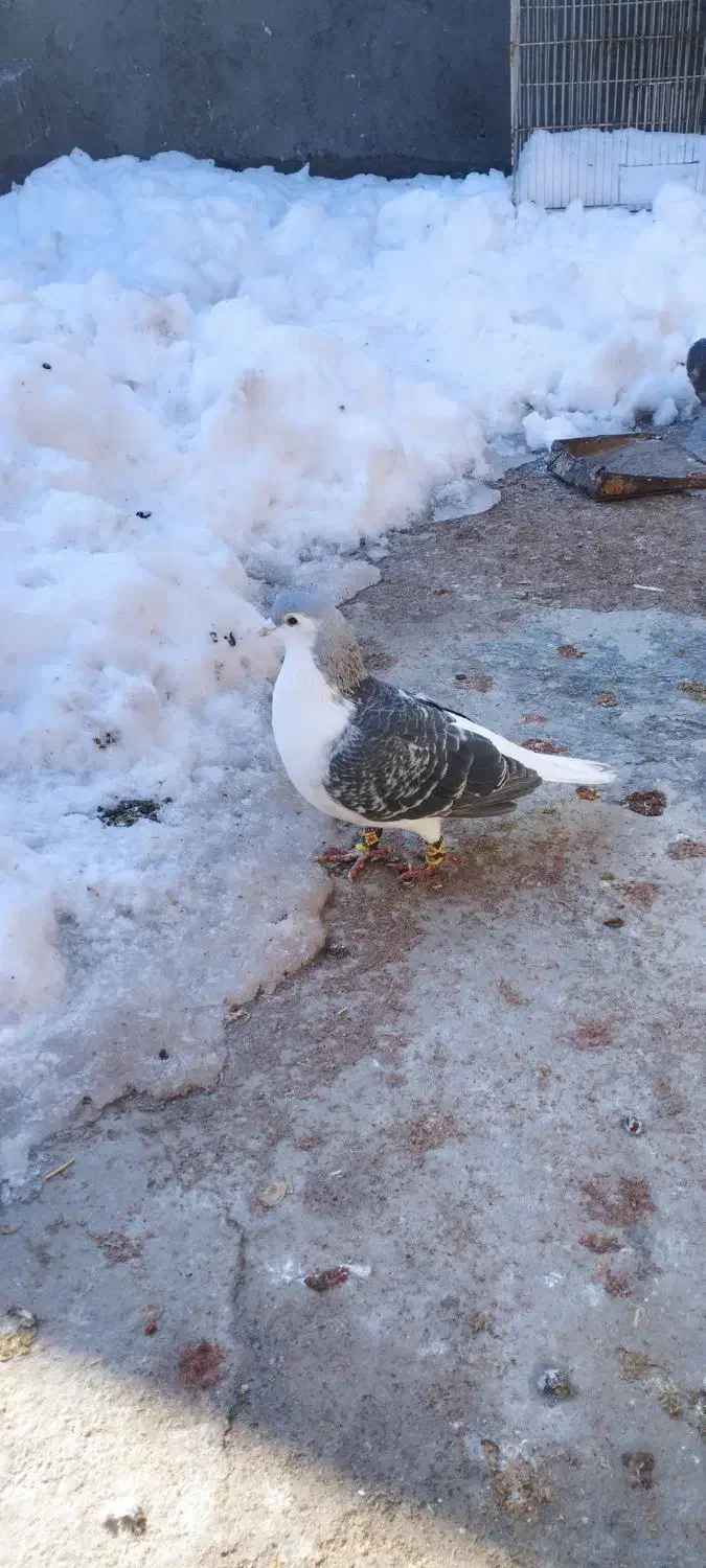 کبوتر|پرنده|مشهد, شهید قربانی|دیوار