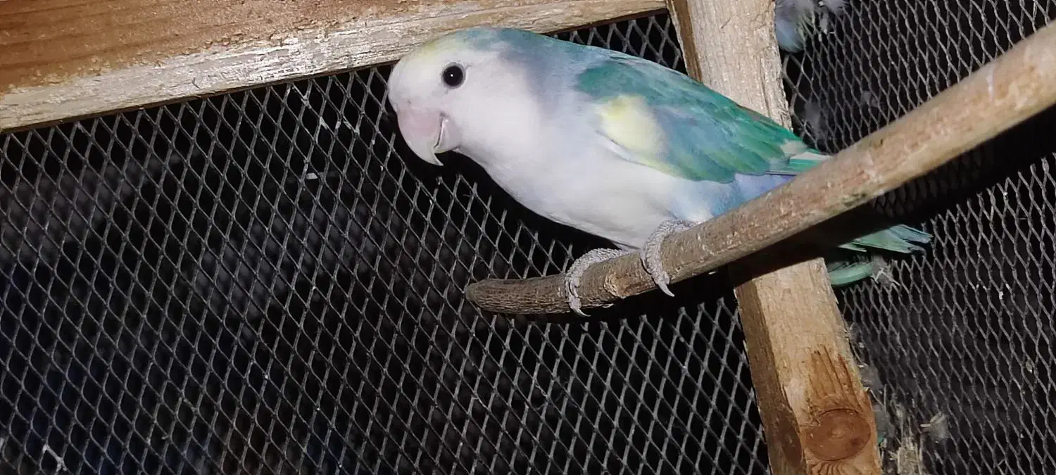 طوطی برزیلی|پرنده|ریز, |دیوار