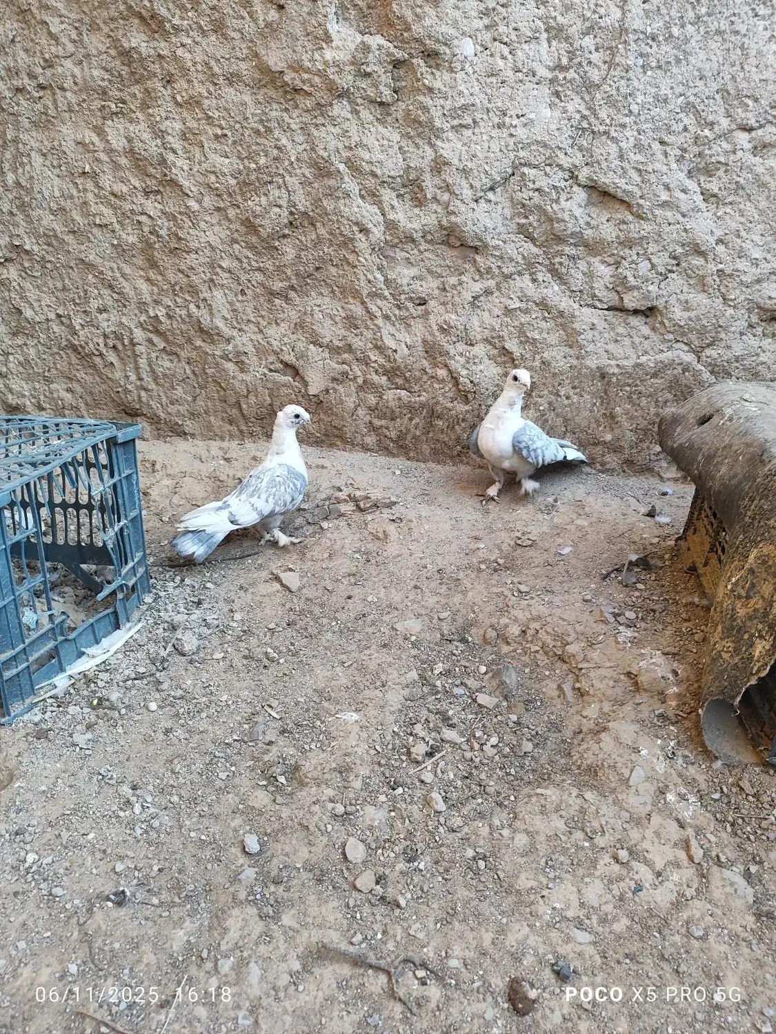 کبوتر|پرنده|کوه چنار, |دیوار