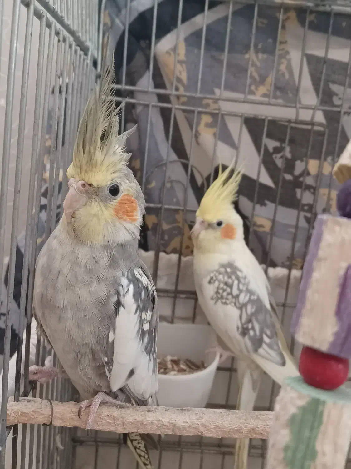 عروس هلندی|پرنده|اراک, |دیوار