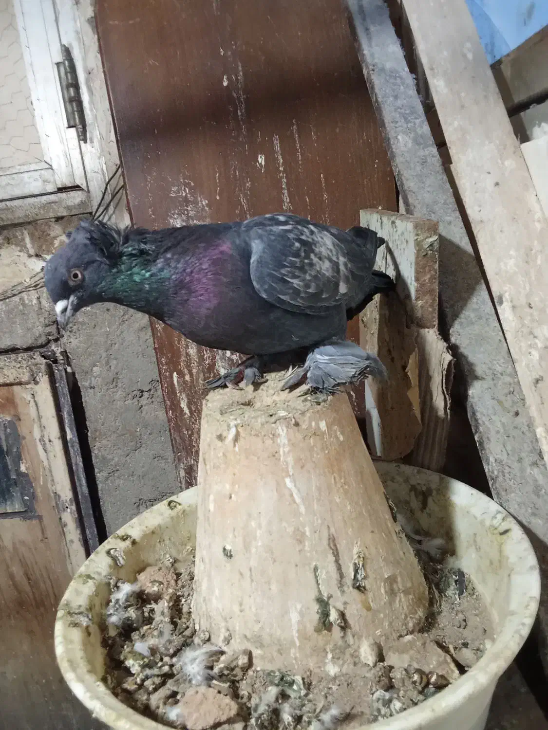 کبوتر|پرنده|تبریز, |دیوار