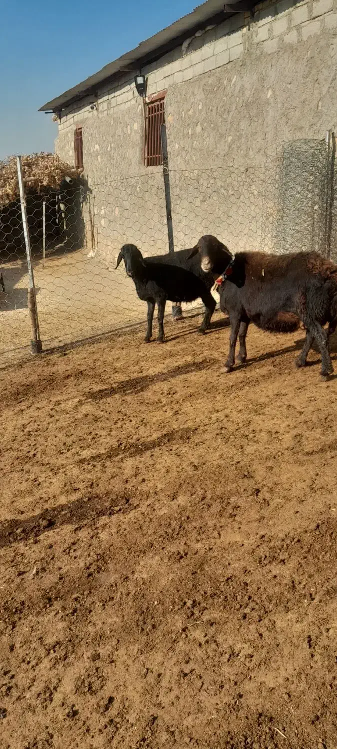 میش|حیوانات مزرعه|چگنی, |دیوار