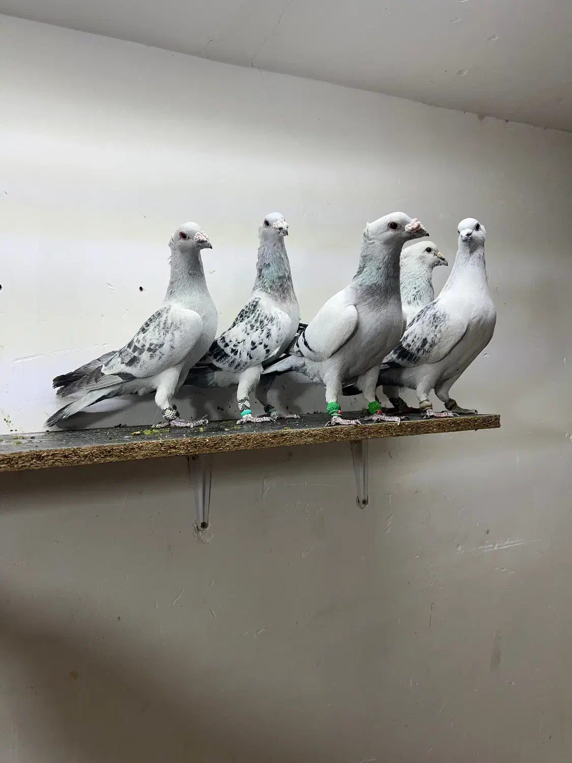 پرنده کبوتر کرمانی|پرنده|کرمان, |دیوار