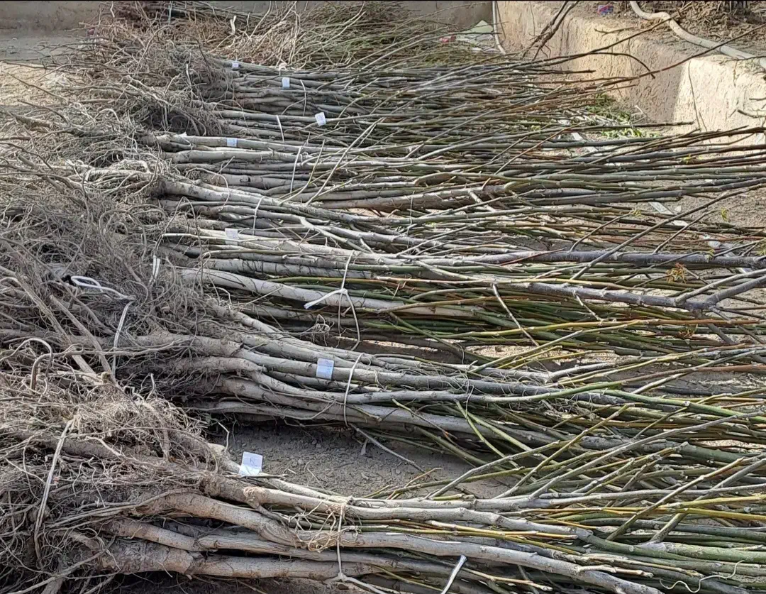 نهالستان فروش ویژه انواع نهال تضمینی|خدمات باغبانی و درختکاری|سنندج, |دیوار