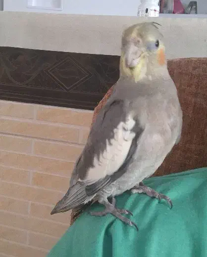 جوجه عروس هلندی سینامون نر|پرنده|سنندج, |دیوار