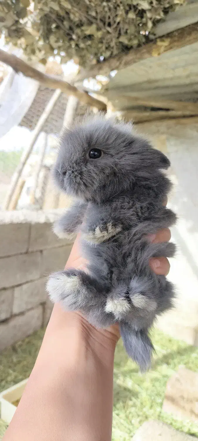 خرگوش لپ|موش و خرگوش|بوکان, |دیوار