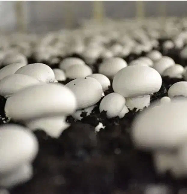 فروش کمپوست قارچ/فروش بذر قارچ/فروش خاک پوششی|خدمات باغبانی و درختکاری|اردبیل, |دیوار