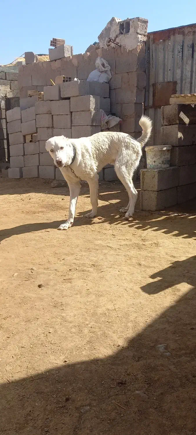 کوچ ۹ ماهه|سگ|قائن, |دیوار