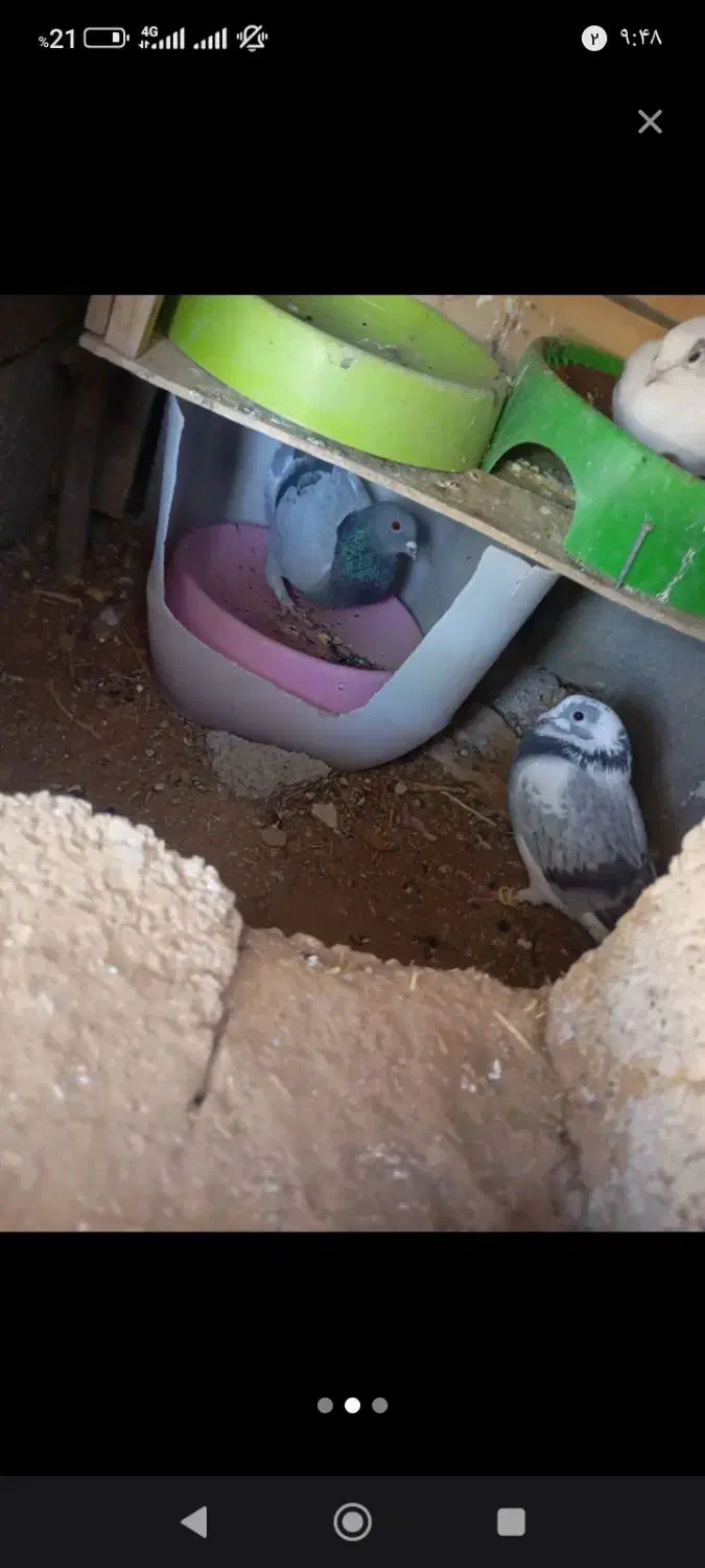 کبوتر دونه صد|پرنده|سر آسیاب یوسفی, |دیوار