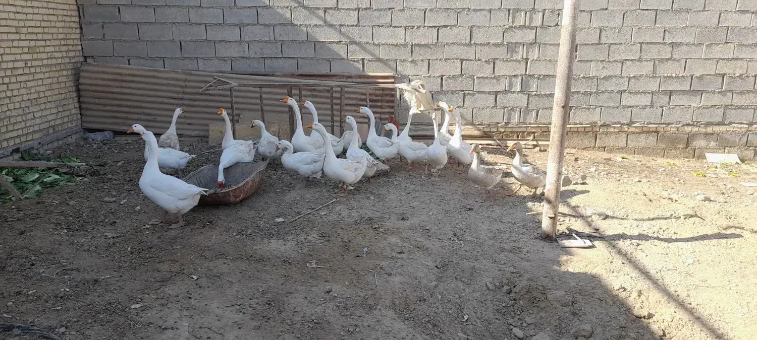 قوقازچینی اصل|حیوانات مزرعه|شادگان, |دیوار