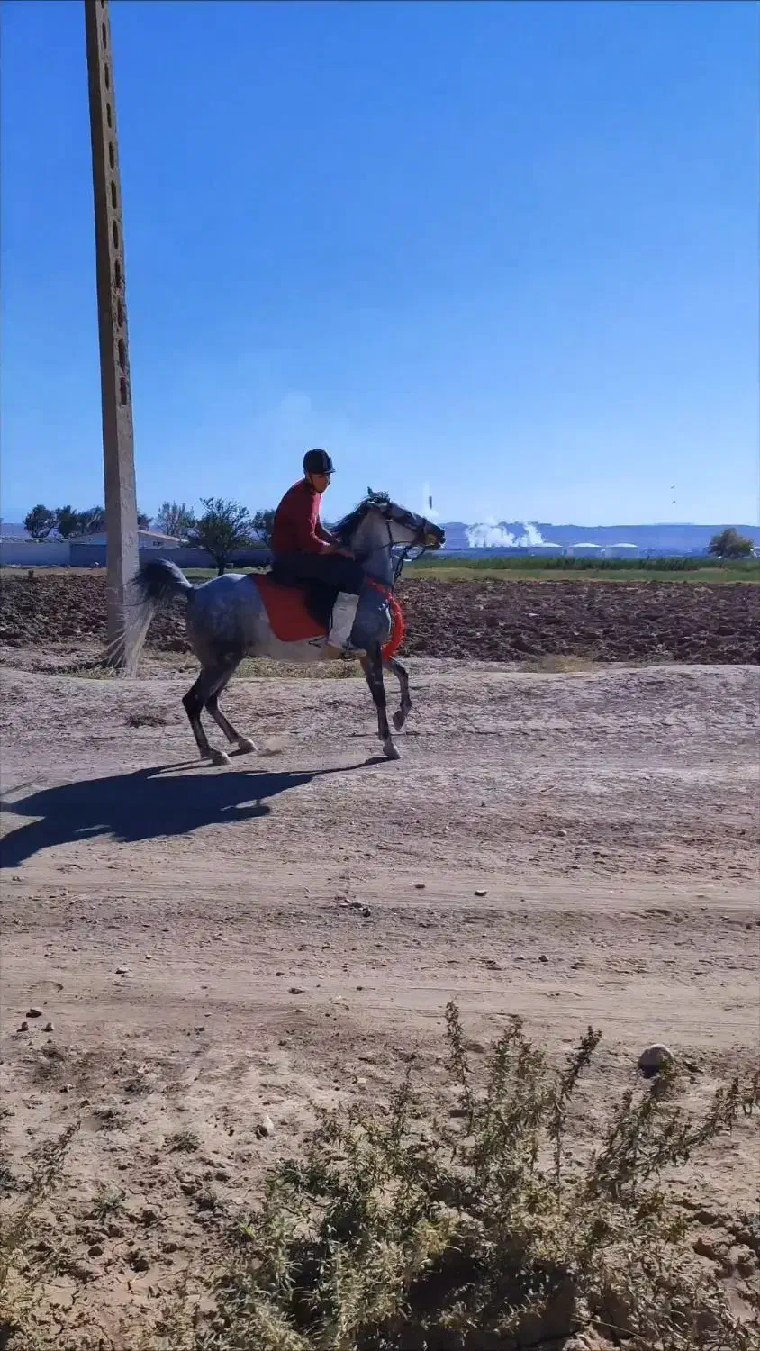 مادیون|اسب و تجهیزات اسب‌سواری|کشاورز, |دیوار