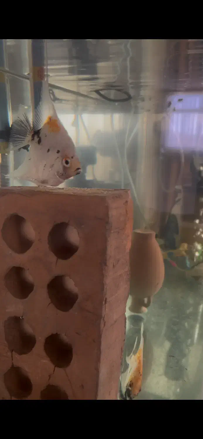 یک جفت ماهی انجل مولد|ماهی|بجنورد, |دیوار