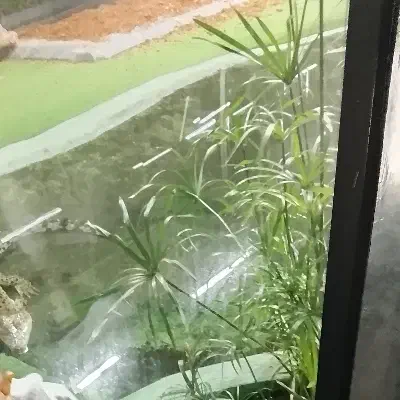 زمین کشاورزی|فروش زمین و ملک کلنگی|تکاب, |دیوار