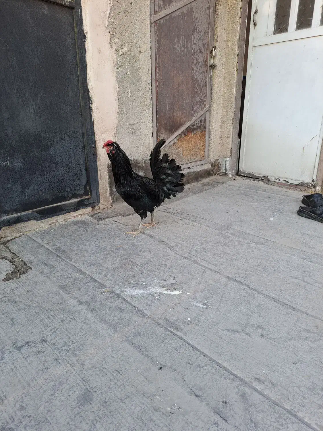 خروس جوان گلین|حیوانات مزرعه|شهریار, کهنز|دیوار