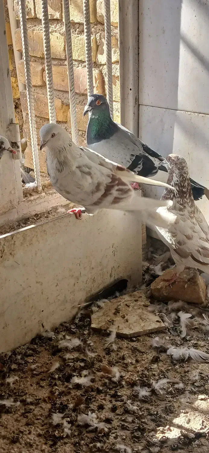 کفتر پرشی|پرنده|اردکان, |دیوار