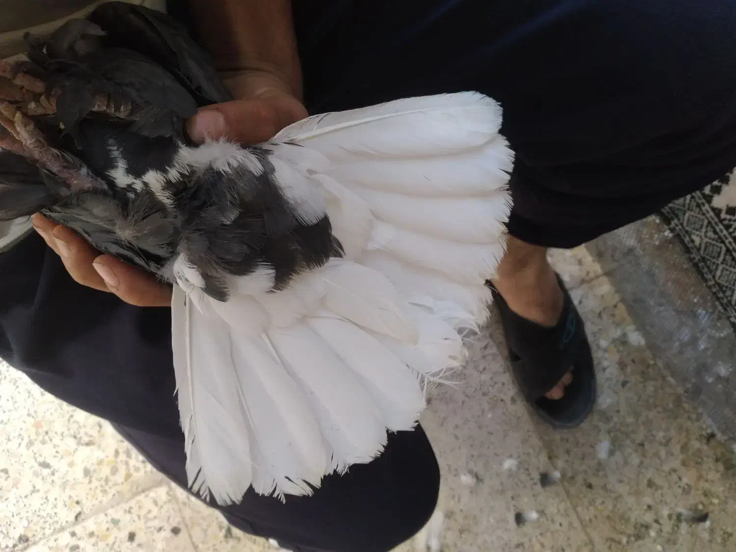 نرماده زاغ دمسفید|پرنده|کرمان, |دیوار