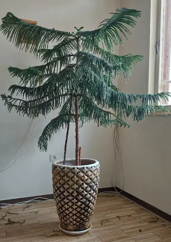 کاج مطبق|گل و گیاه طبیعی|خمین, |دیوار