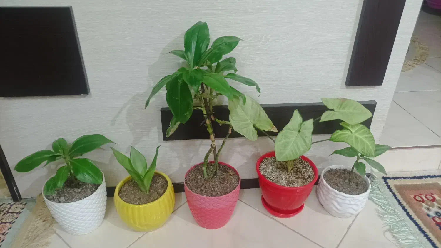 گل طبیعی|گل و گیاه طبیعی|گلبهار, شهر جدید گلبهار|دیوار