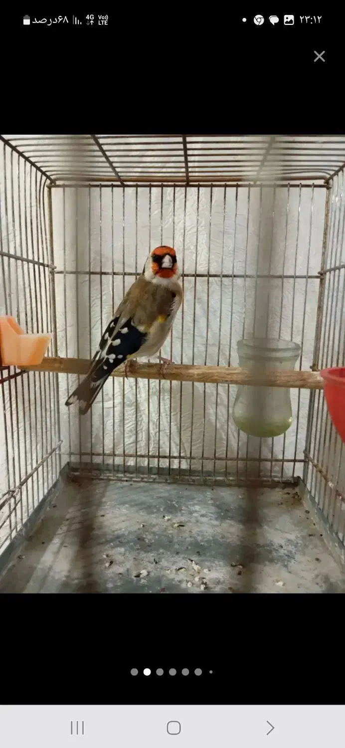 جوجه سهره قفسی|پرنده|قزوین, |دیوار