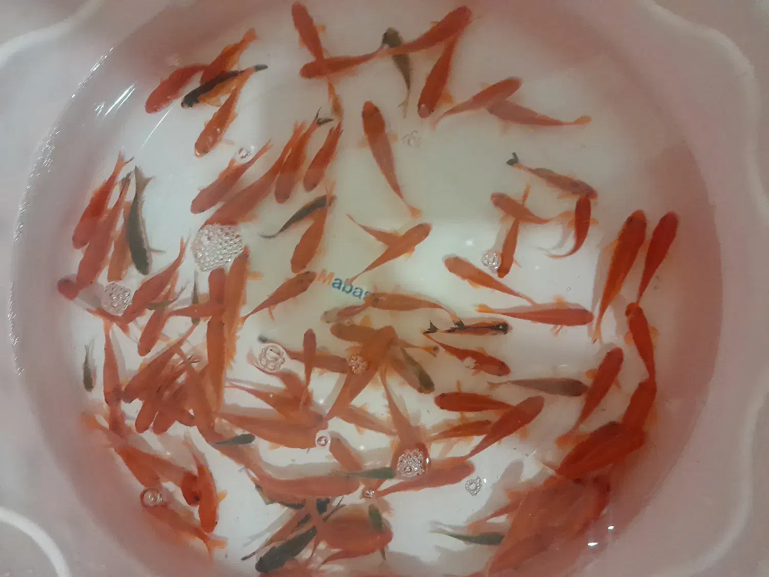 ماهی قرمز عید|ماهی|خمینی‌شهر, |دیوار