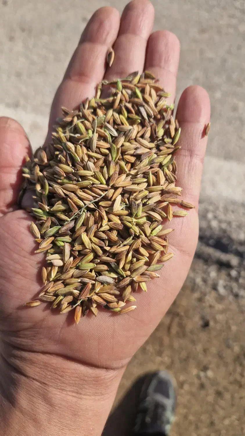 شلتوک|عمدهفروشی|خرمشهر, |دیوار