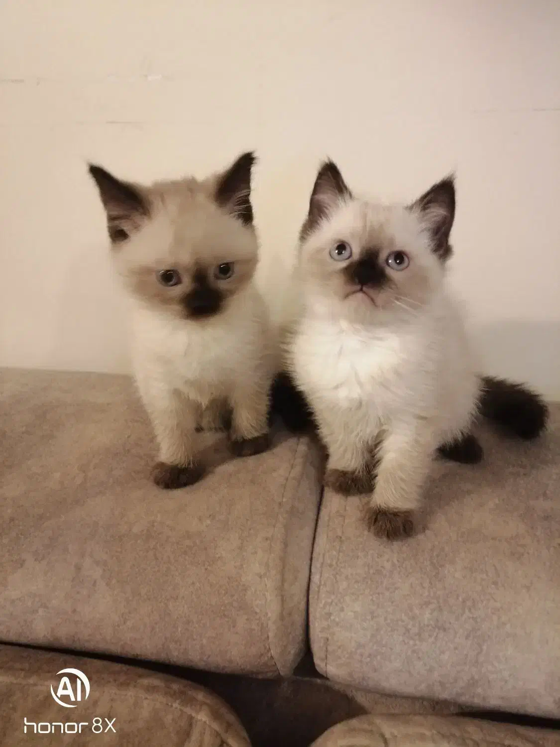 توله سیامی اصیل و کاملا خالص|گربه|قائمشهر, |دیوار