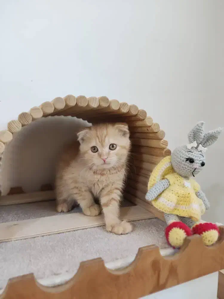 گربه اسکاتیش قیمت مناسب|گربه|اصفهان, مهدی آباد|دیوار