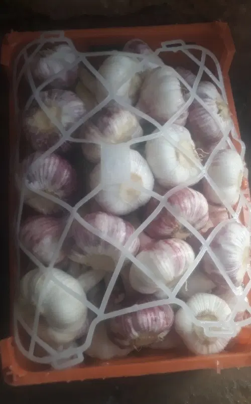 سیر تازه|خوردنی و آشامیدنی|گوگان, |دیوار