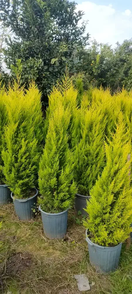 لاوسون ( کاج طلایی )|گل و گیاه طبیعی|شیرود, |دیوار