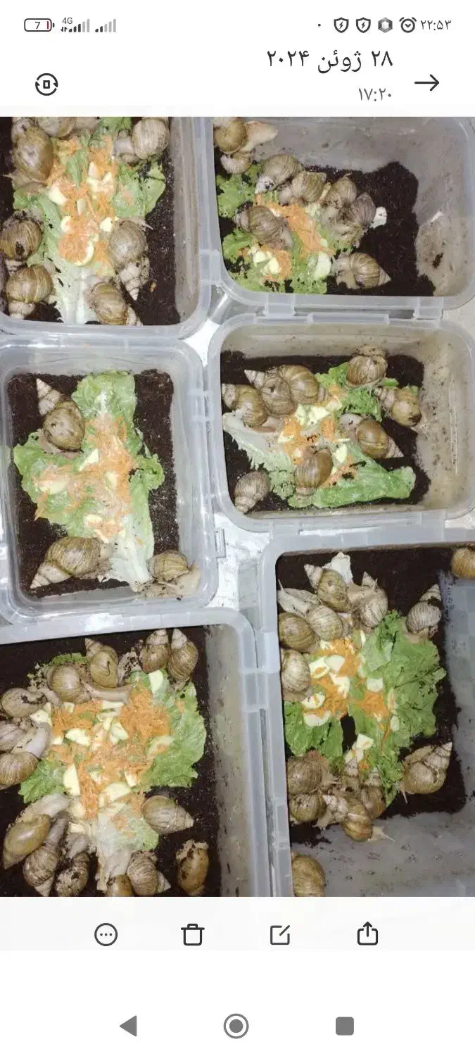 حلزون|حراج|شیراز, گویم|دیوار