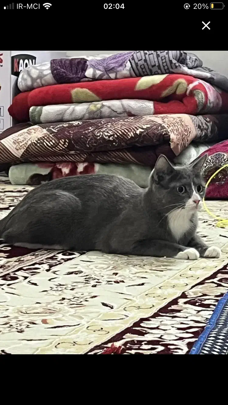 گربه گمشده|حیوانات|تبریز, |دیوار