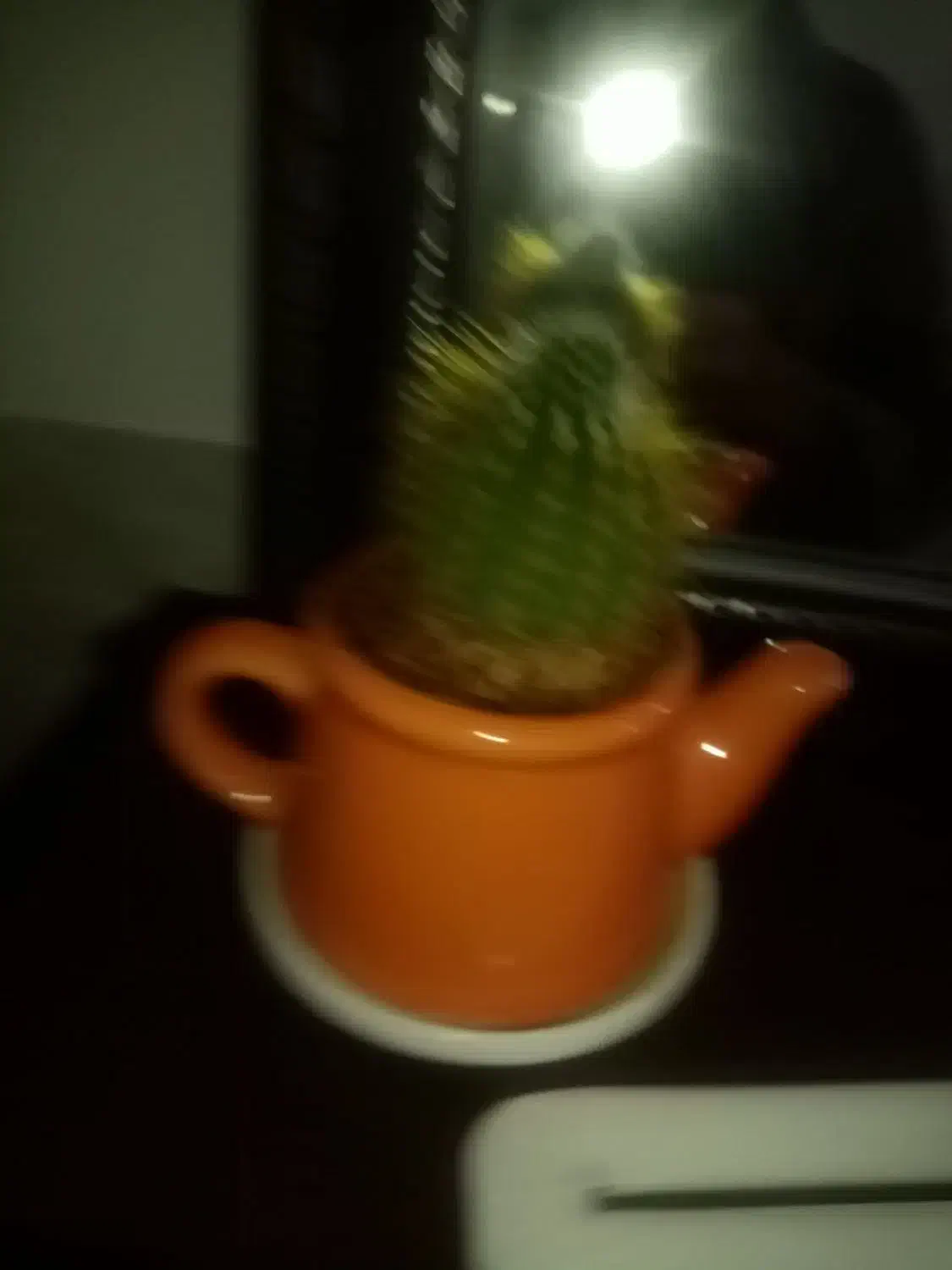 گل کاکتوس زیبا و درختچه فردوس|گل و گیاه طبیعی|سنندج, |دیوار