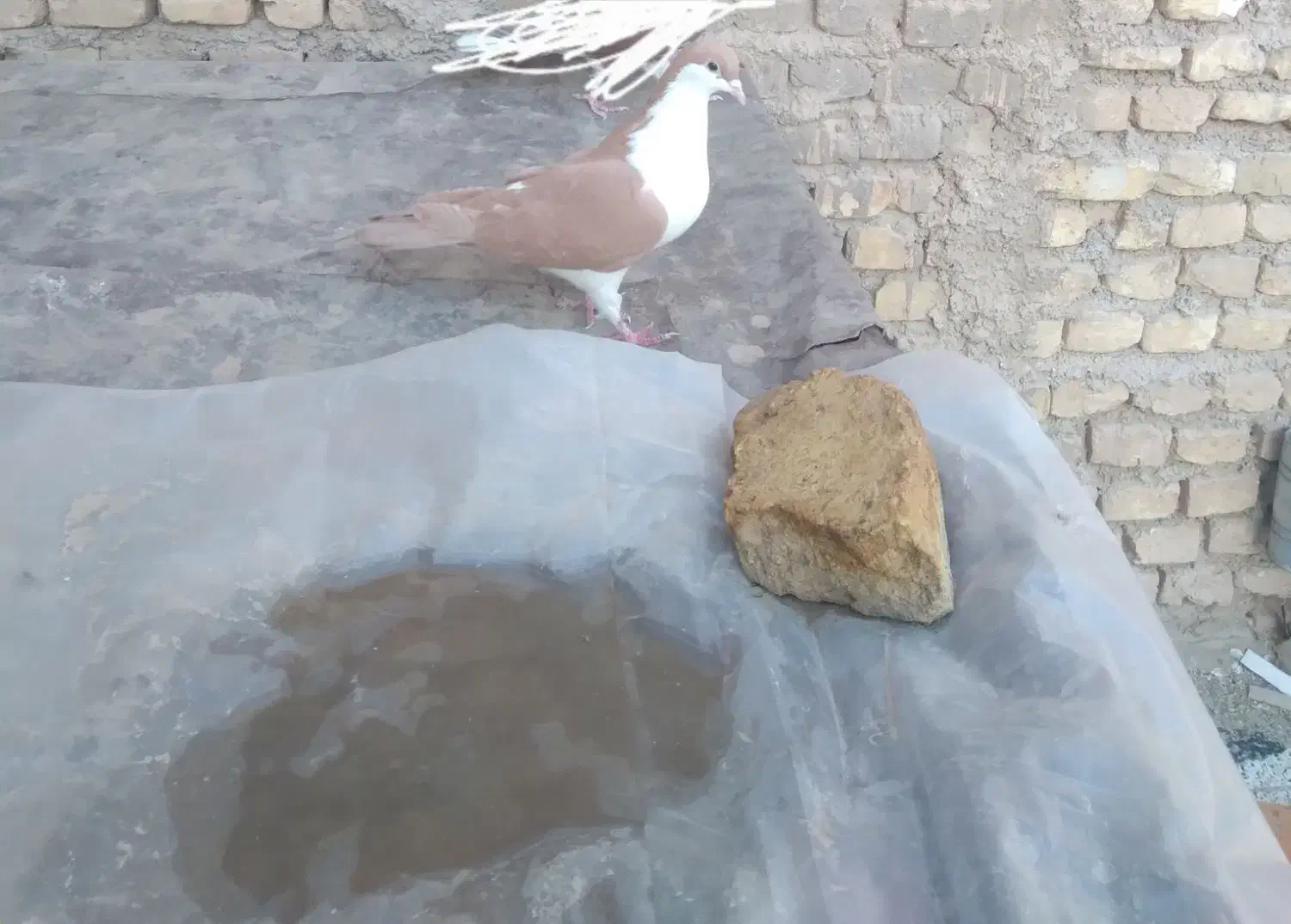 ماده اصفهانی|پرنده|حمیدیا, |دیوار