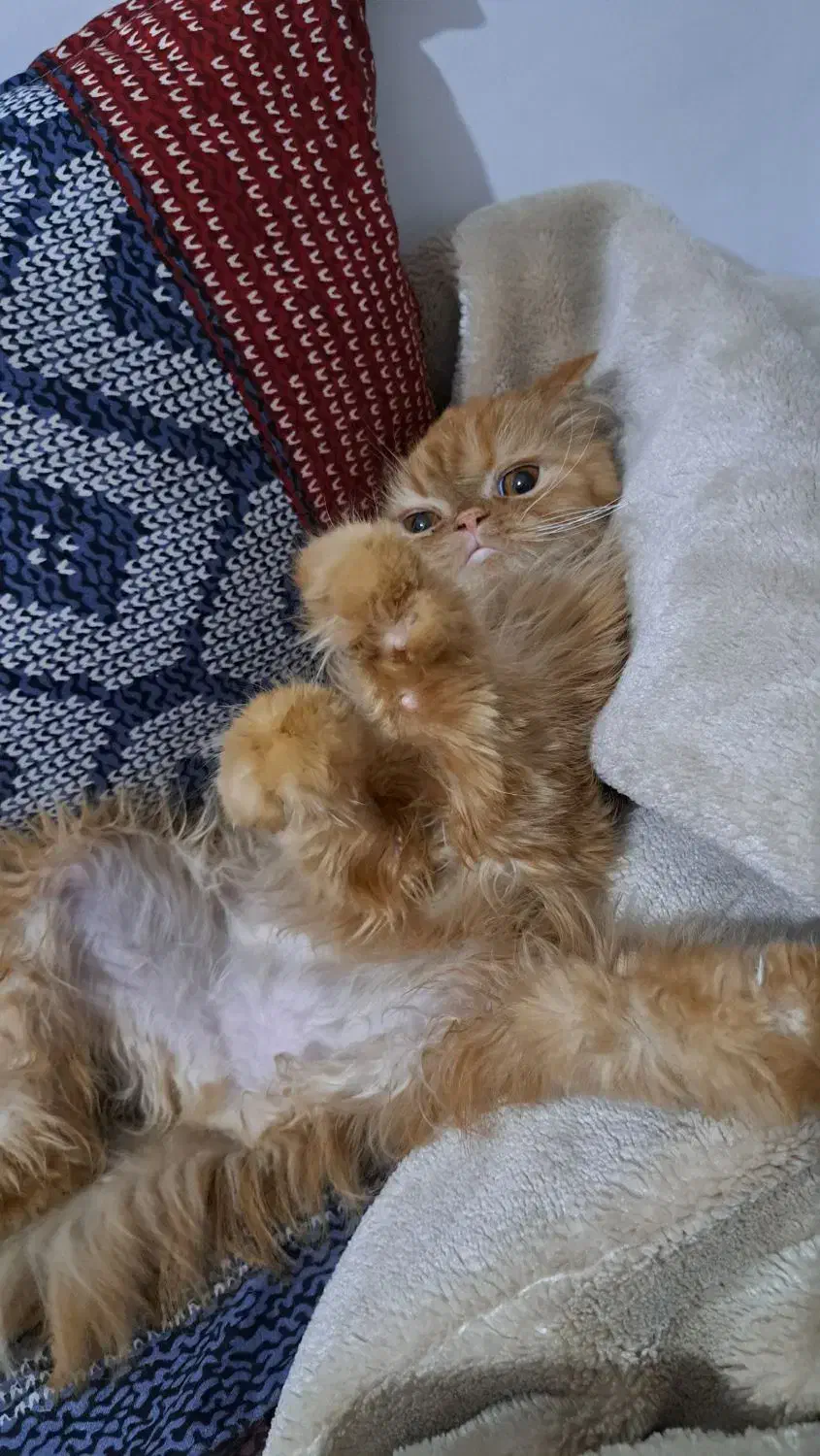 گربه پرشین ماده|گربه|ارومیه, |دیوار